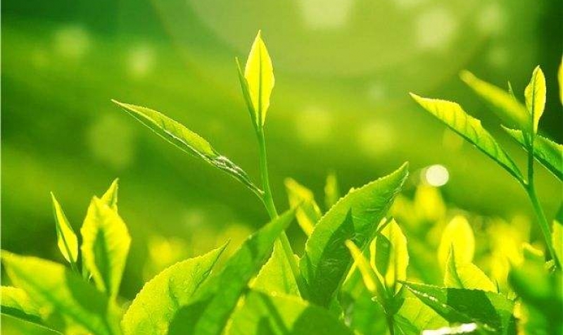 茶葉品牌VI設計對公司有什么幫助？